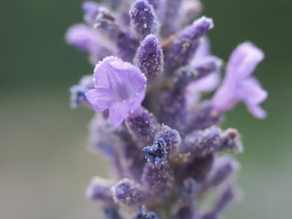 Lavendel im Sommer 