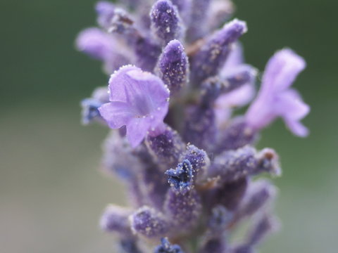 Lavendel im Sommer 