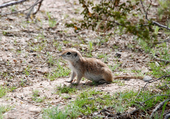 Naklejka na ściany i meble Round-tailed ground squirrel under creosote bush in Sonora Desert