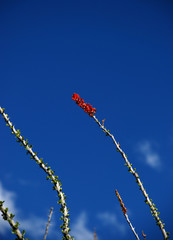 Ocotillo (Fouquieria splendens) blossoms in Saguaro National Park near Tucson, Arizona