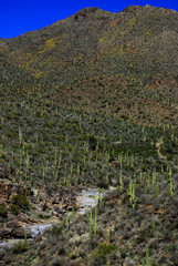 Fototapeta na wymiar King Canyon trail in Saguaro National Park near Tucson, Arizona