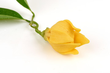 Climbing ylang-ylang, climbing ilang-ilang, manorangini, hara-champa or kantali champa, Karawak (thai name).