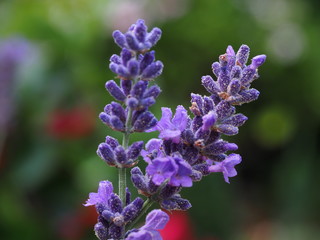 Lavendel im Sommer 