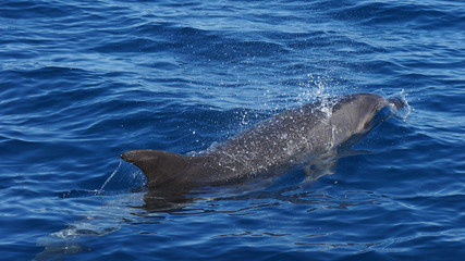 Dolphin - Delfin © ChriSpaMi