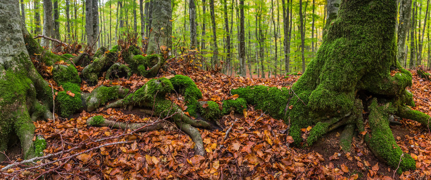 Bosco in Autunno