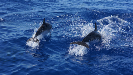 Dolphin - Delfin