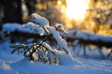 Sapling pine on background of broken pine