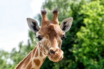 Crédence de cuisine en verre imprimé Girafe Girafe