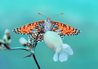 Butterfly © blackdiamond67