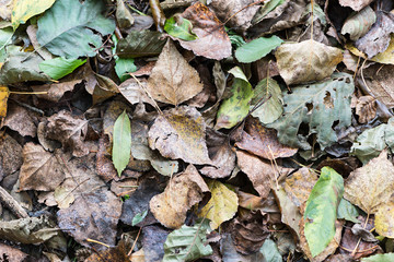 Detail dead leaves