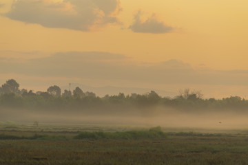 Thailand local rice paddy field with sunset