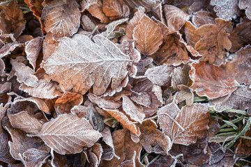 Frozen autumn frost cold morning ice leaves background