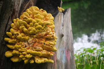 Laetiporus sulphureus bracket fungus on tree in Russia. Its common names are crab-of-the-woods,...