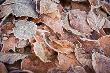 Frozen autumn frost cold morning ice leaves background