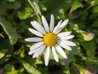 Fototapeta premium beautiful daisy flower sunny day blooms