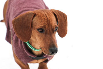 Dog with coat in the snow.