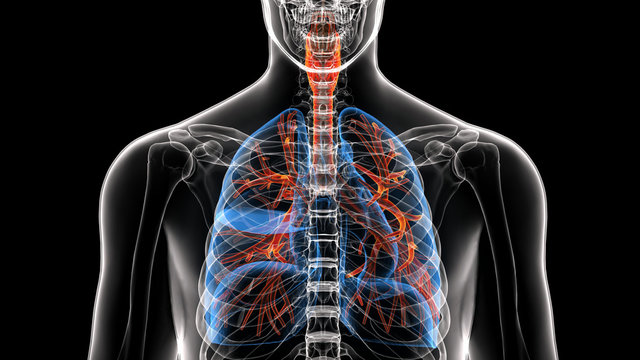 Male anatomy of human respiratory system in x-ray. 3d render