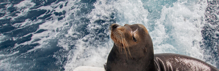 Obraz premium California Sea Lion on the back of charter fishing boat in Cabo San Lucas