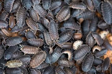 Mass of rough woodlice (Porcellio scaber). Terrestrial crustaceans in the familiy Porcellionidae, exposed under bark of dead log