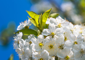 delicate flowers and young leaves of cherry wood