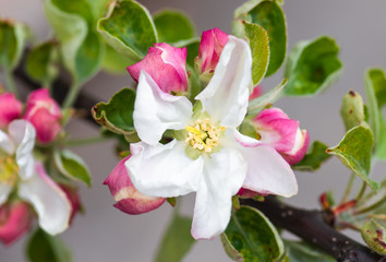delicate flowers and young leaves of apple tree