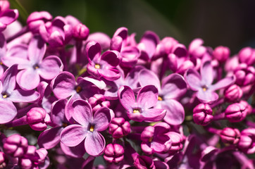 spring lilac violet flowers soft floral background