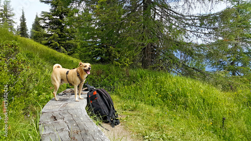 "Wanderurlaub mit Hund in Schladming" Stockfotos und lizenzfreie Bilder