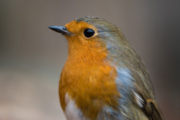 Robin (Erithacus rubecula) close-up of head and breast. Bird filling the frame in profile with particularly striking orange breast and fine detail in feathers