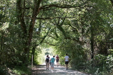 Obraz premium Waldweg