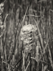 Cattail in bloom