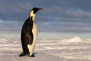 Emperor penguin with long neck during sunset