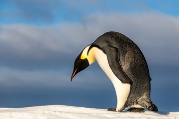 Fototapeta na wymiar Emperor penguin curiously looking down