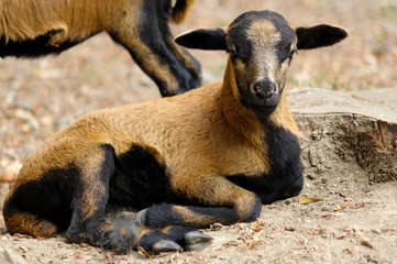 brown goats grazing in a field, sheep