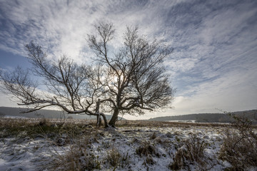 Obraz na płótnie Canvas Baum im Moor mit Schnee