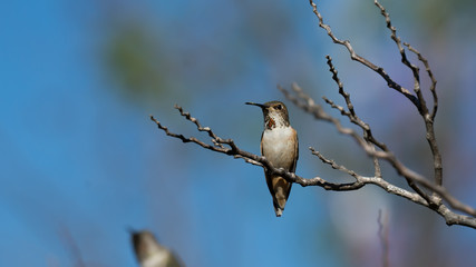 Allen's Hummingbird Perched on a Branch