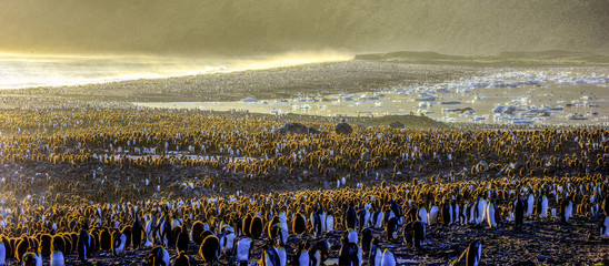 King Penguin Colony © Tom