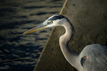 Great Blue Heron Closeup Profile - 129504891