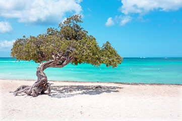 Divi divi tree on Aruba island in the Caribbean Sea