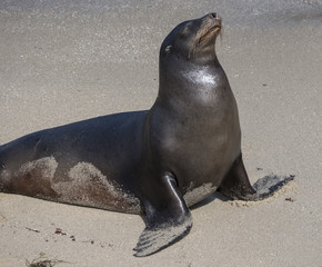 Naklejka premium Sandy Sea Lion Taking in the Rays-Sea lion relaxing on the beach in La Jolla, California.