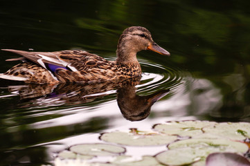 brown duck swim in pond. Still float action. Water with dark shadow and reflection.