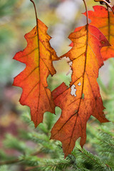 Naklejka na ściany i meble Autumn Oak leaves