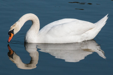 White Swan