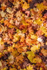 Autumn Leaves Background.  Colorful autumn