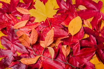 background of autumn leaves. Autumn background