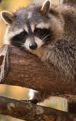 Raccoon
