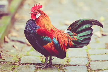 Rooster. Cock in Vintage  style