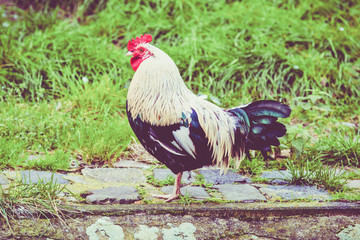 Colorful rooster. Beautiful cock