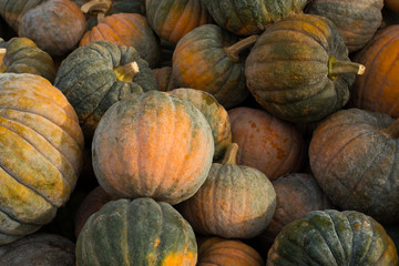 Pumpkin Harvest