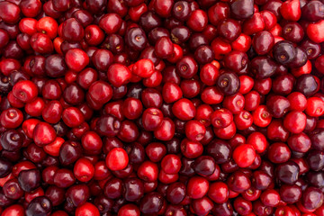 Sweet cherry background.  ripe cherries