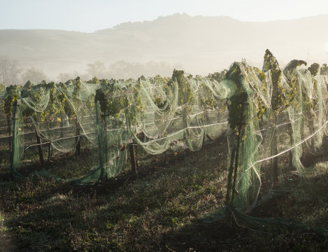 Nertted Vineyard